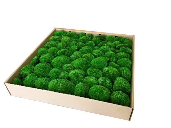 Premium Preserved Alpine Pillow Moss  Medium Green 0,6m2 Large Wholesale Box